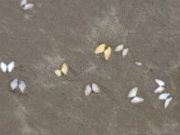 Bunte Muscheln an der Rossnowlagh Beach - Co. Donegal